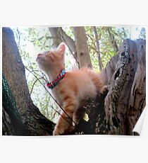 Rote Katze 3 Poster