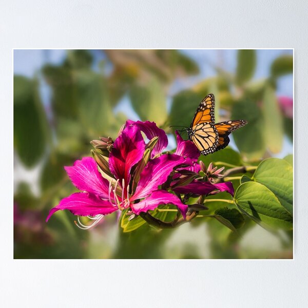 Item preview, First monarch of 2015! designed and sold by Art in Nature.