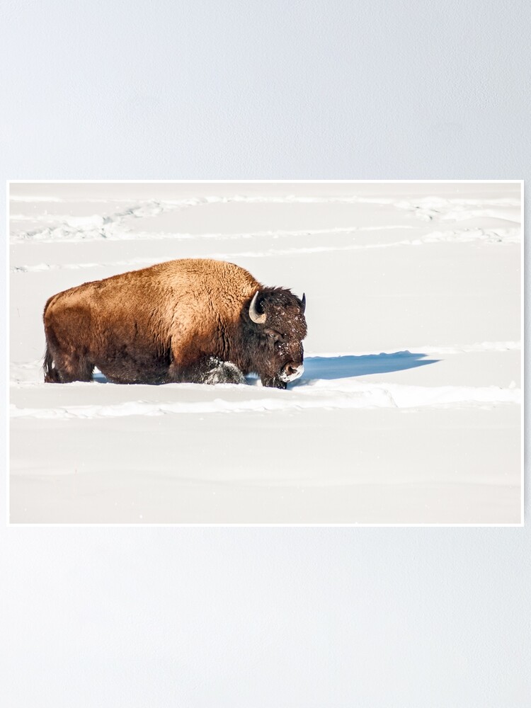 Zebra stripe Buffalo New York Bison Sticker for Sale by ScapegoatPrints