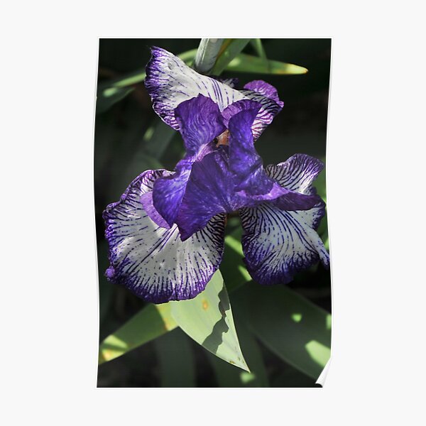 Auvers Iris A Poster