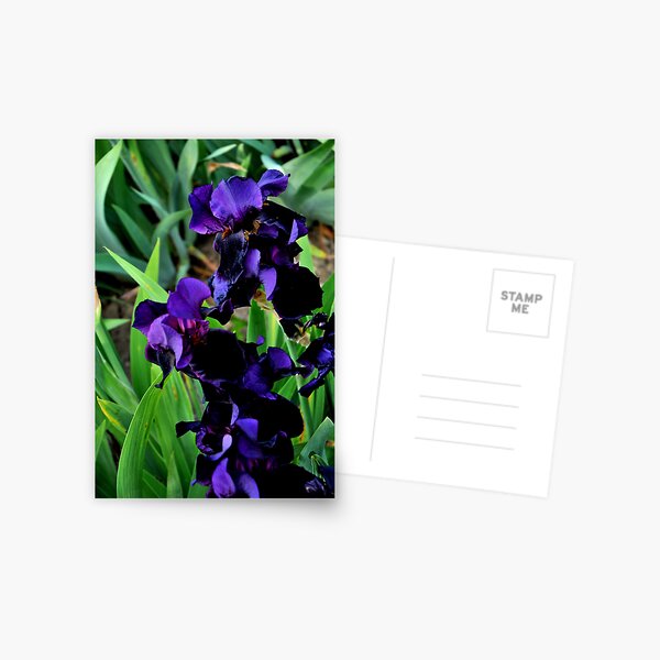 Auvers Iris B Postcard