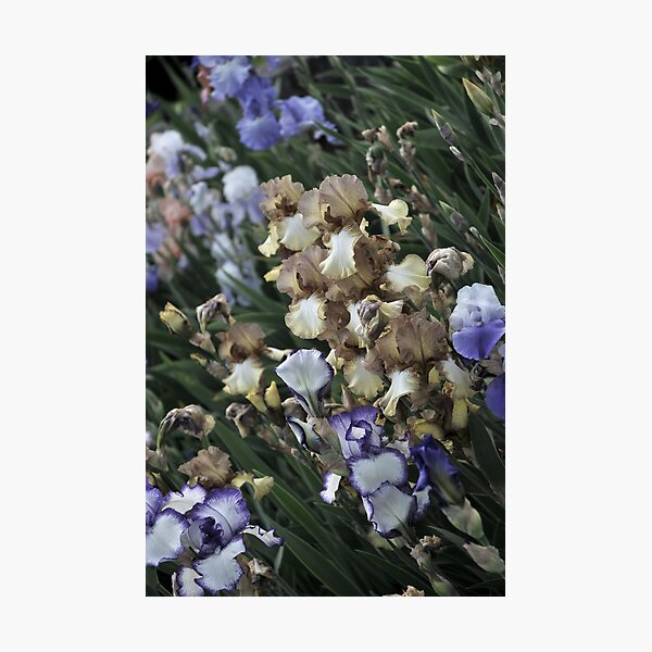 Auvers Iris E Photographic Print