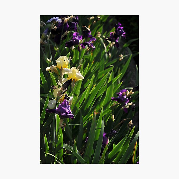 Auvers Iris G Photographic Print