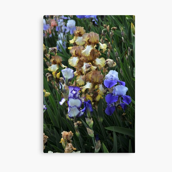 Auvers Iris I Canvas Print