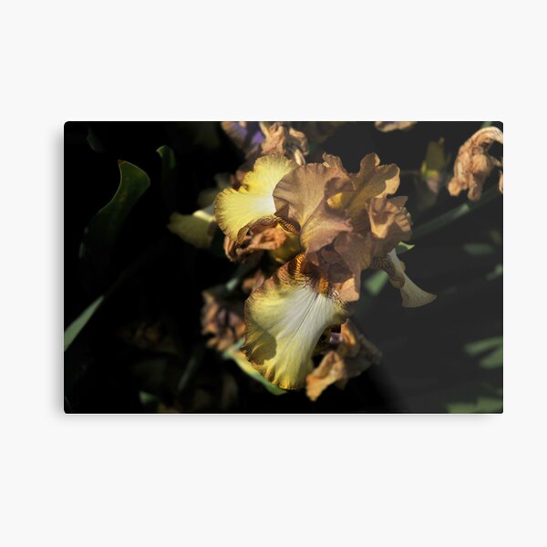 Auvers Iris J Metal Print