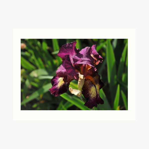 Auvers Iris N Art Print