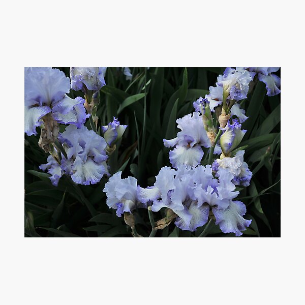 Auvers Iris F Photographic Print