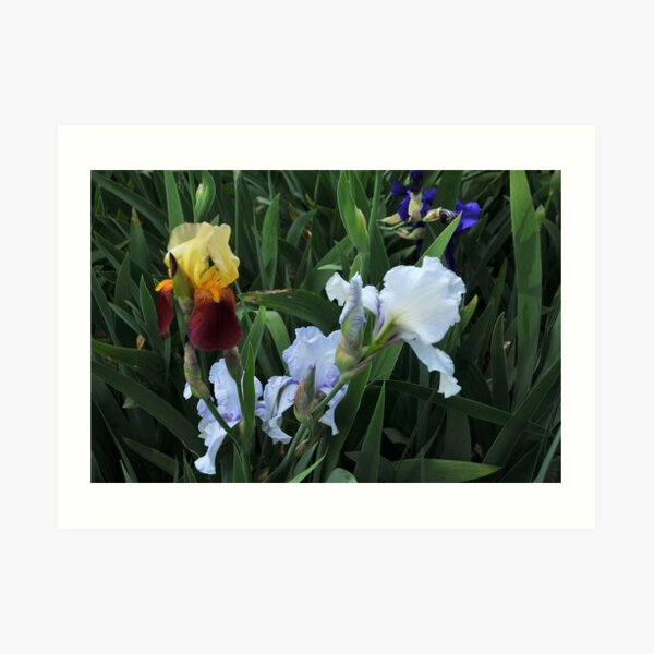 Auvers Iris O Art Print