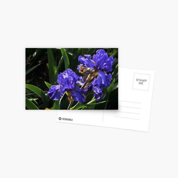 Auvers Iris P Postcard
