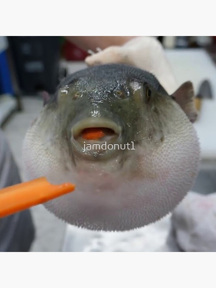 Puffer Fish Eating Carrot Original