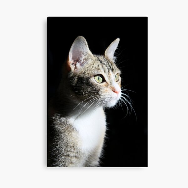 Mallory in sunlight Canvas Print