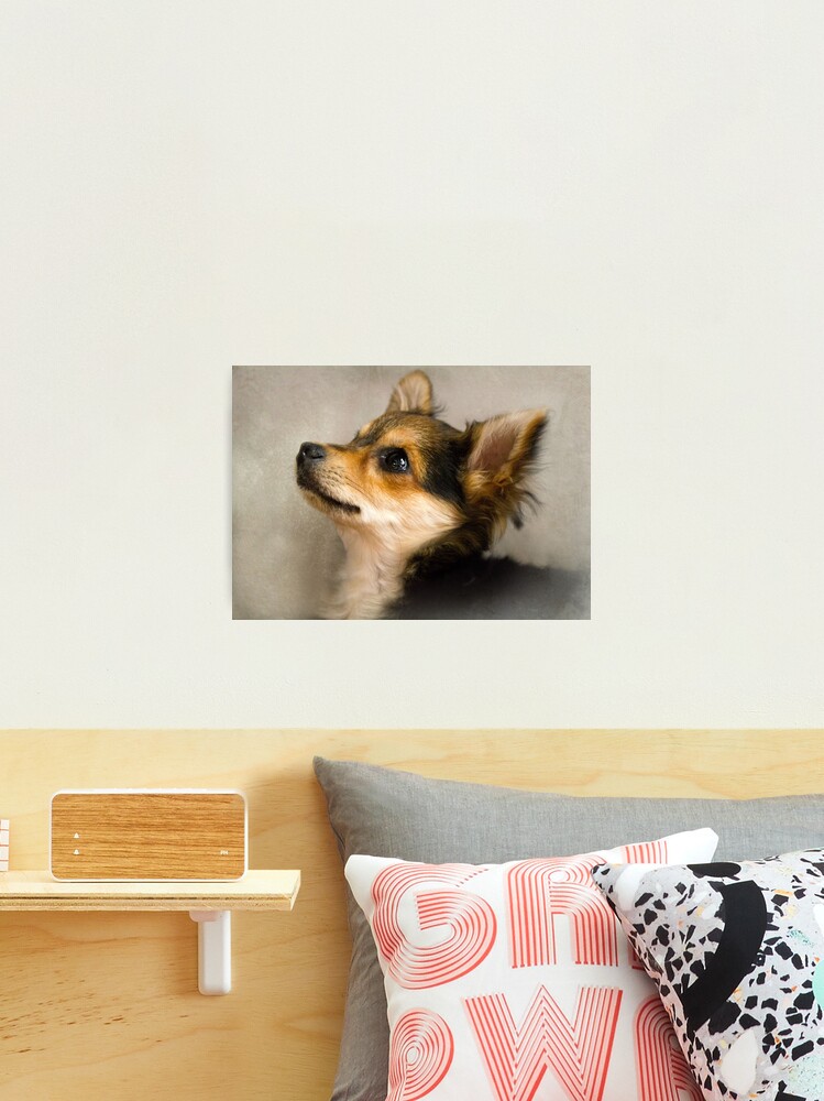 Thumbnail 2 of 3, Photographic Print, Sammy designed and sold by believer9.