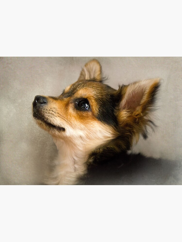 Thumbnail 3 of 3, Photographic Print, Sammy designed and sold by believer9.