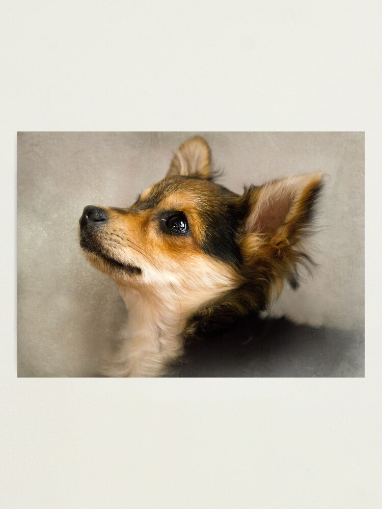 Thumbnail 1 of 3, Photographic Print, Sammy designed and sold by believer9.
