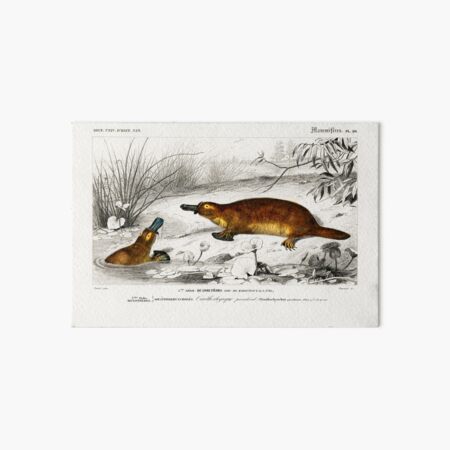 Item preview, Platypus vintage illustration  designed and sold by Vintage Designs +.