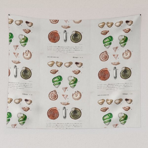Item preview, rustic Assorted shells vintage illustration  designed and sold by Vintage Designs +.