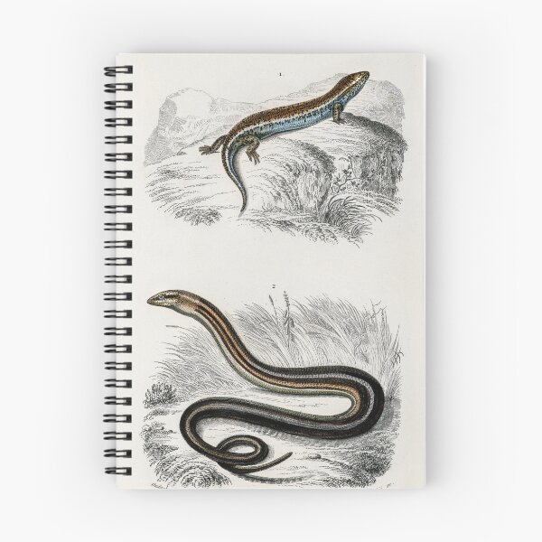 Item preview, Slow worm and lizard vintage illustration  designed and sold by Vintage Designs +.