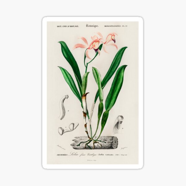 Item preview,  Botanical vintage illustration  designed and sold by Vintage Designs +.