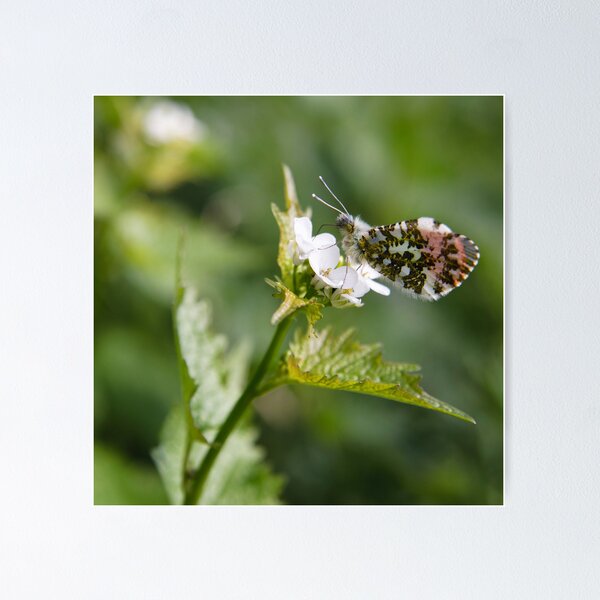Orange-tip butterfly Poster