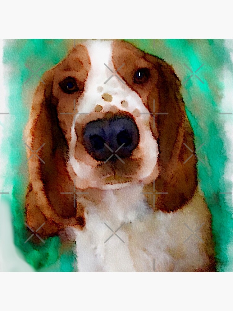 Springer Spaniel Basset Cocker Mix Springer Spaniel Hush Basset