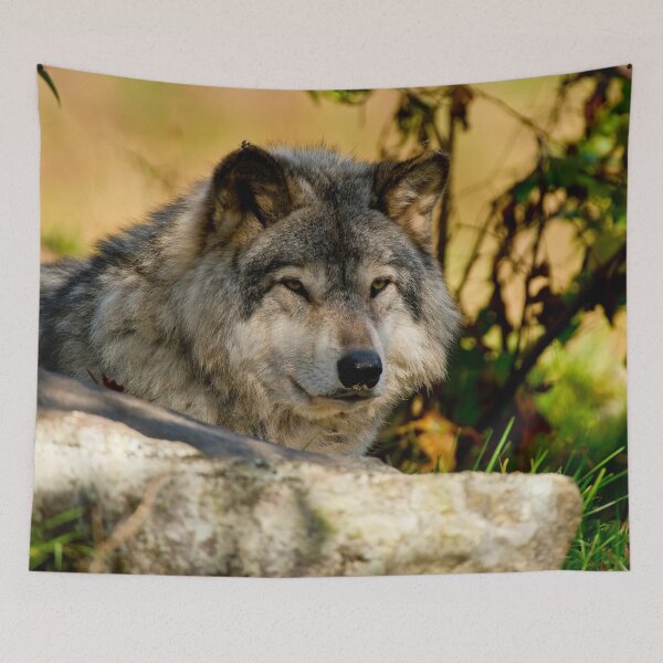 Item preview, Gray Wolf designed and sold by Michael Cummings.