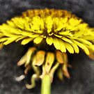 Just Dandy by Amy E. McCormick