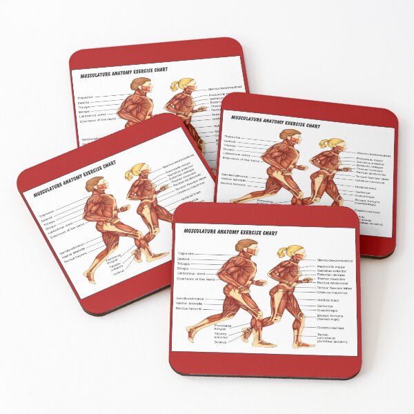 Item preview, MUSCULATURE ANATOMY EXERCISE CHART PRINT designed and sold by posterbobs.