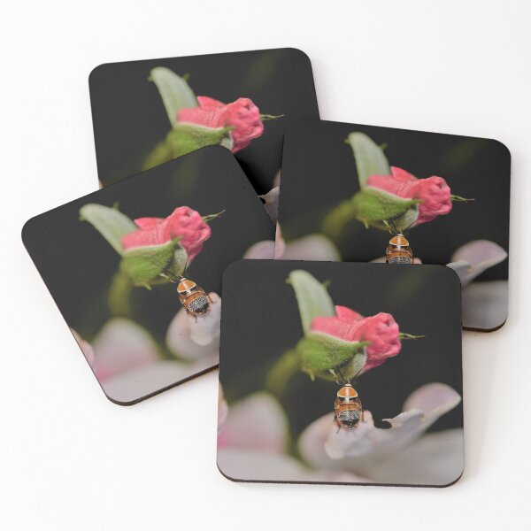 Item preview, Australian Native Cockroach in the Rose Garden designed and sold by imaginethis.