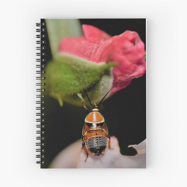 Item preview, Australian Native Cockroach in the Rose Garden designed and sold by imaginethis.