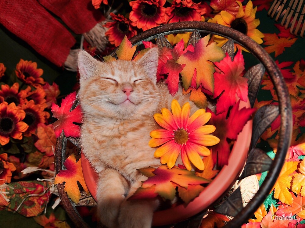 Good Morning Smile Cute Kitty Cat Kitten In Fall Colors Taking A