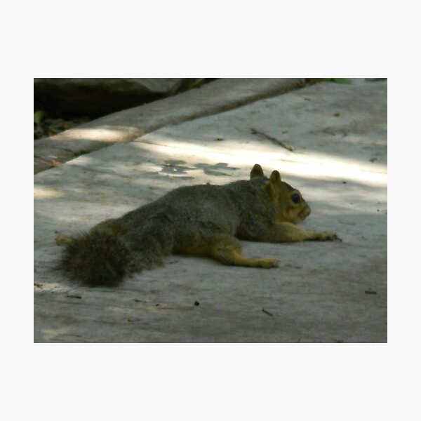 Item preview, Squirrel Stress designed and sold by Navigator.