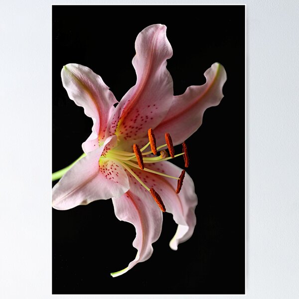 Item preview, Stargazer designed and sold by Chrisdor.