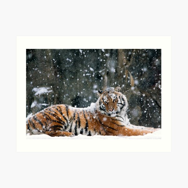Dreaming Of Warmer Days Art Print