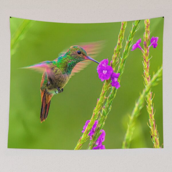 Item preview, Hummingbird hovers to drink nectar designed and sold by Henry Jager.