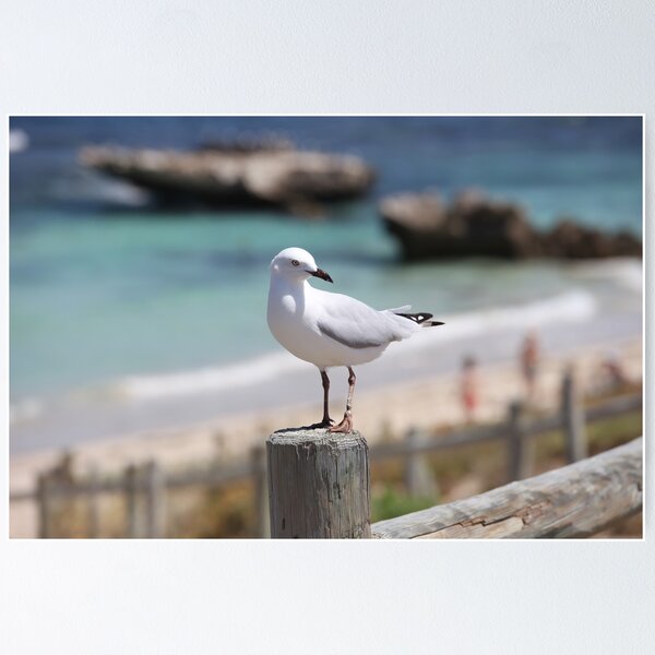 Item preview, Marmion Marine Park Seabird designed and sold by Robert Stephens.