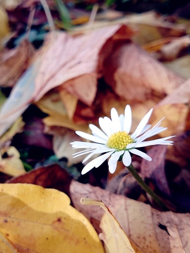 Gänseblümchen im Herbst von Gourmetkater