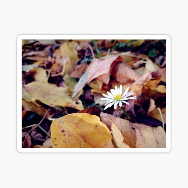 Gänseblümchen im Herbst Sticker