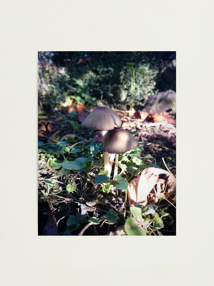 Alternative Ansicht von Kleiner Pilz im Garten Fotodruck