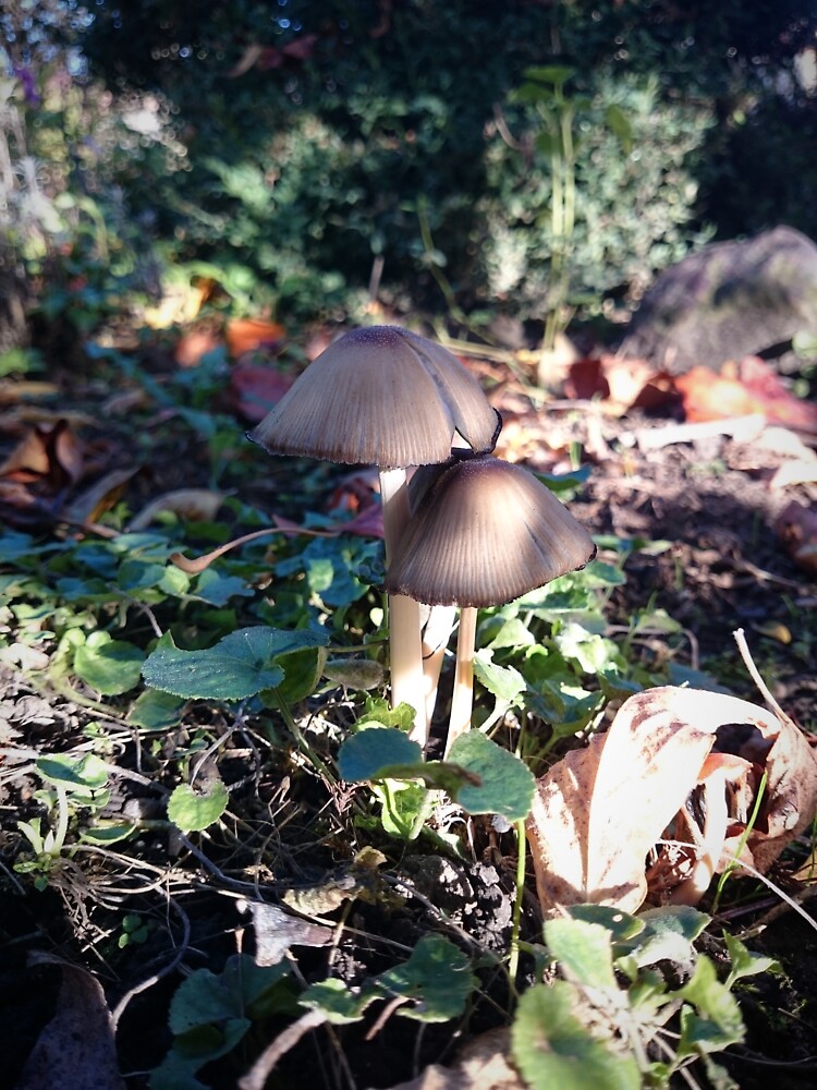 Kleiner Pilz im Garten von Gourmetkater