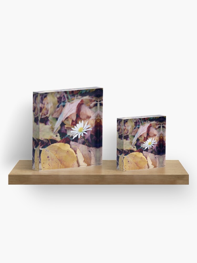 Alternative Ansicht von Gänseblümchen im Herbst Acrylblock