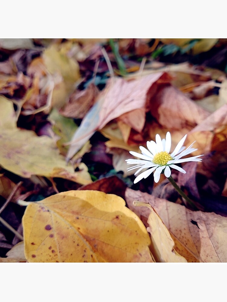 Gänseblümchen im Herbst von Gourmetkater