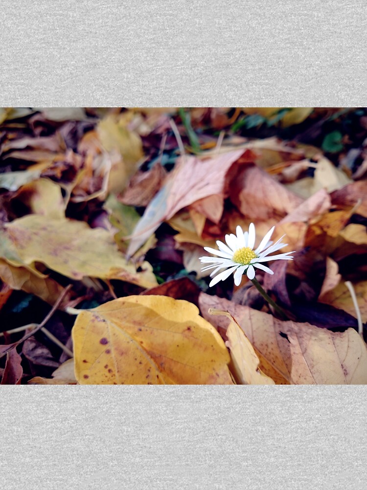 Gänseblümchen im Herbst von Gourmetkater