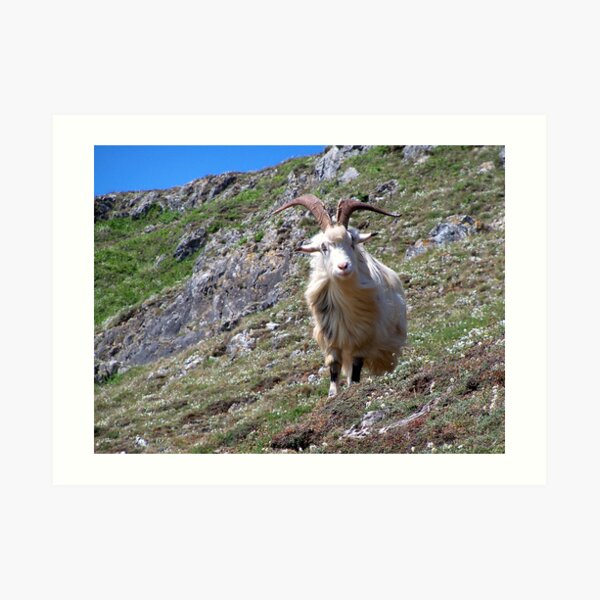 Mountain Goat Art Print