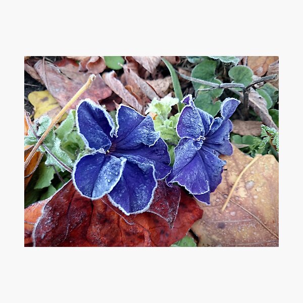 Petunia in hoarfrost Photographic Print