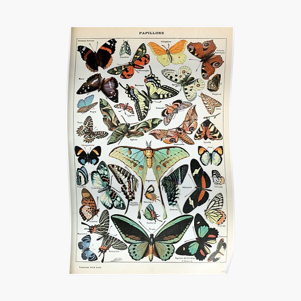 Vintage Butterflies of the World Poster