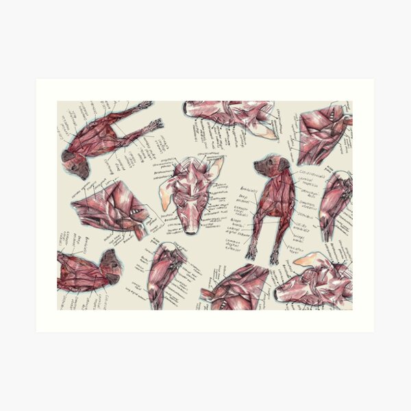 Canine Anatomy Muscle Art Print