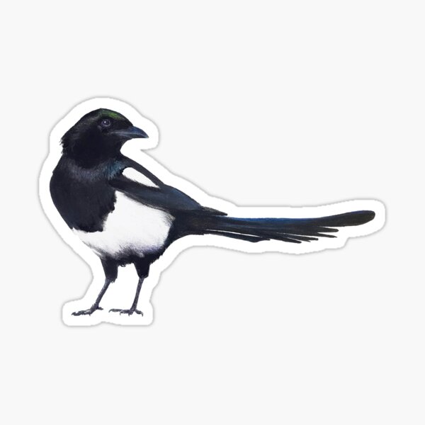Black-billed magpie - charcoal drawing Sticker