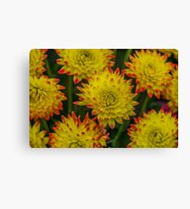 Dahlia Yellow Blooms with Burnt Orange Fringe Canvas Print