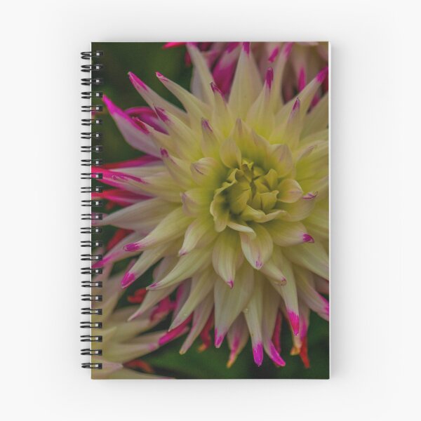 Item preview, Dahlia Yellow with Pink Tips designed and sold by Alius Imago.