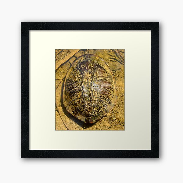 Turtle - Magpie Springs - Adelaide Hills - Fleurieu Peninsula - by South Australian artist Avril Thomas Framed Art Print